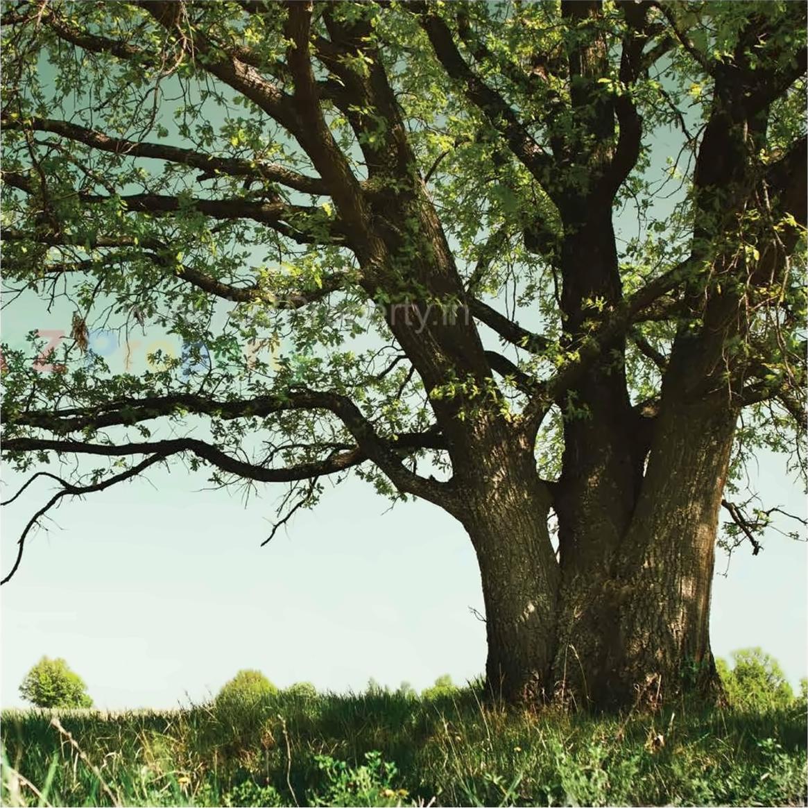 3D Elevation of real estate project Skyi Songbirds  B located at Bhugaon, Pune, Maharashtra